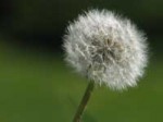Sohn vor dem Vater – Der Huflattich Sohn vor dem Vater – Der Huflattich