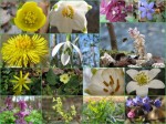 Blütenzaubercollage Blütenzaubercollage