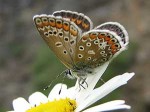Hauchechel_Bläuling_weibchen Hauchechel_Bläuling_weibchen
