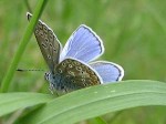 Hauhechel_Bläuling_männchen