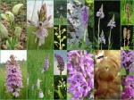 Orchideencollage Orchideencollage