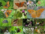Tagfaltercollage