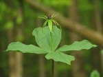 Der Mai ist gekommen, die Bäume schlagen aus….