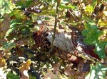 Wald8 Wald8