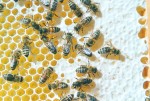 Bienen_auf_Honigwabe
