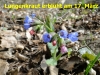 104-lungenkraut-17-4-2013