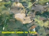 113-glenneteich-larven-3-6-13-5