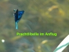 120-prachtlibelle-20-6-13-2